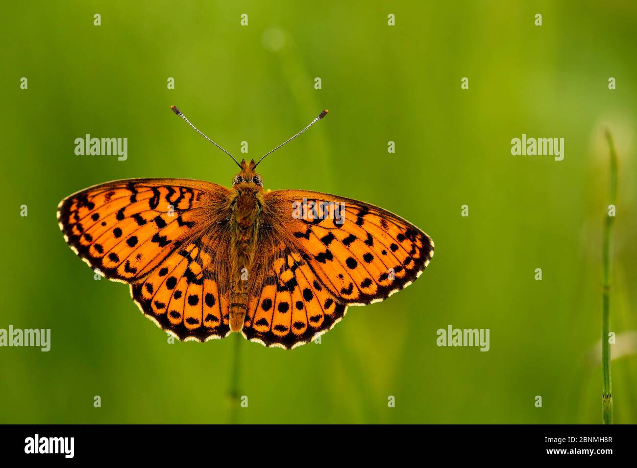Lesser marbled fritillary butterfly (Brenthis ino), Haute-Savoie, France, June. Stock Photo
