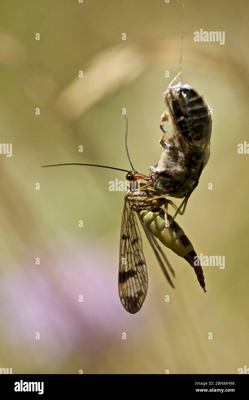 Common Scorpionfly  (Panorpa communis) eating the prey of a spider, Hautes-Alpes, France, July. Stock Photo