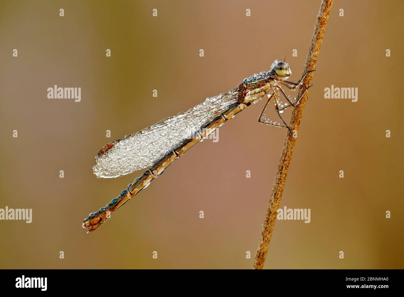 Damselfly (Lestes sp.) covered in dew, Sologne region, France, September. Stock Photo