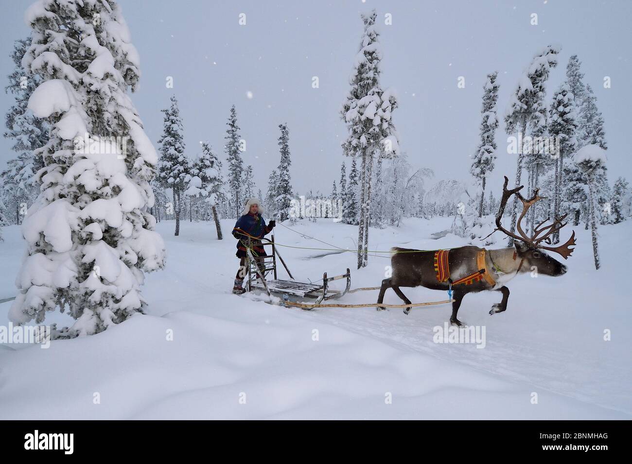 Reindeer sledding in - 25 C, with Nils-Torbjorn Nutti, owner and operator of Nutti Sami Siida, Jukkasjarvi, Lapland, Laponia, Norrbotten county, Swede Stock Photo