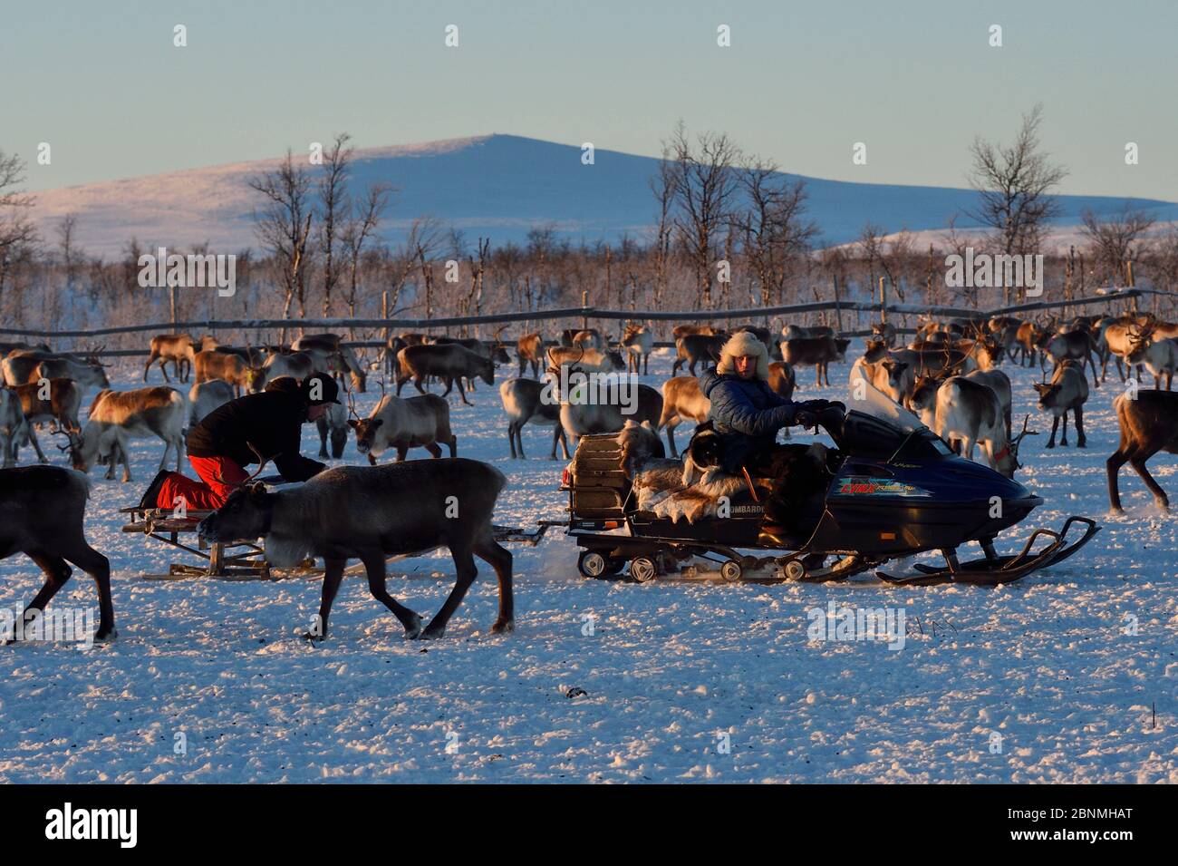 Reindeer (Rangifer tarandus) herding in the Saarivuoma Sami community, at Jarama, Ovre Soppero, Lapland, Laponia, Norrbotten county, Sweden January Mo Stock Photo