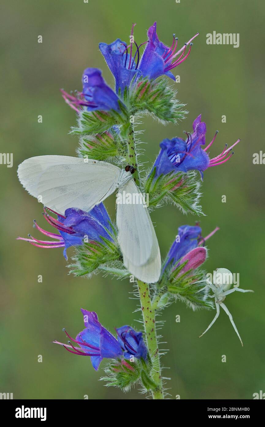 Crab spider (Misumena vatia) and its prey (Leptidea sp.) on Viper's bugloss flower (Echium vulgare), Fontainebleau forest, France, July. Stock Photo