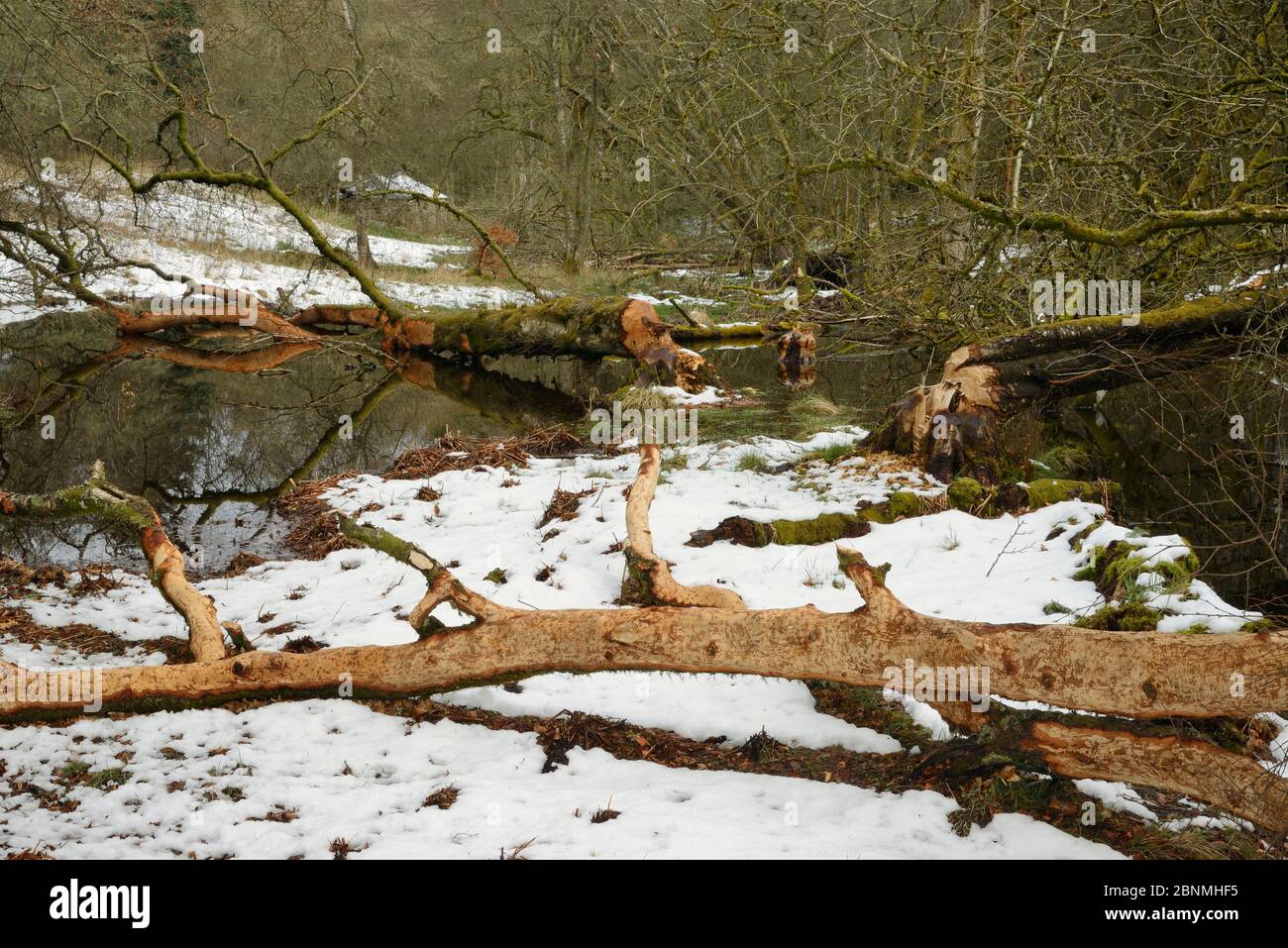 Willow tree (Salix sp.) felled and stripped of its bark by Eurasian beavers (Castor fiber) by a stream in the grounds of Bamff estate, in snow, Alyth, Stock Photo