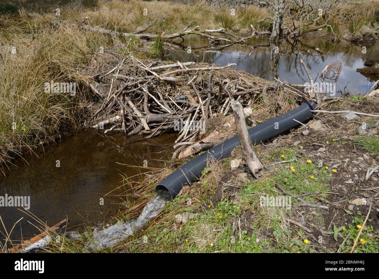 'Beaver defeater' drainage pipe installed to reduce effectiveness of a dam built by Eurasian beavers (Castor fiber) with cut branches and sticks acros Stock Photo