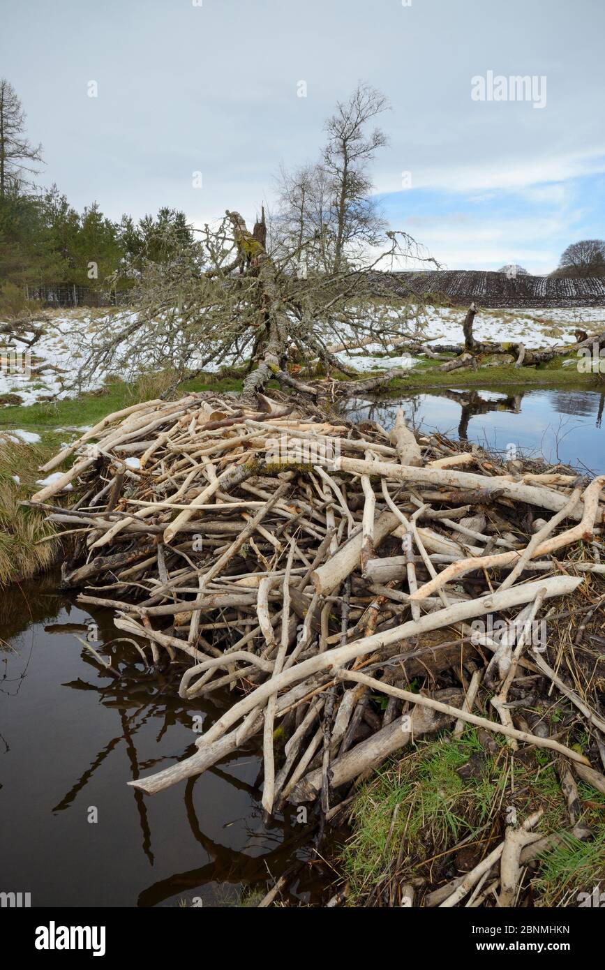 Stream dammed with tree branches cut and stripped of bark by Eurasian ...