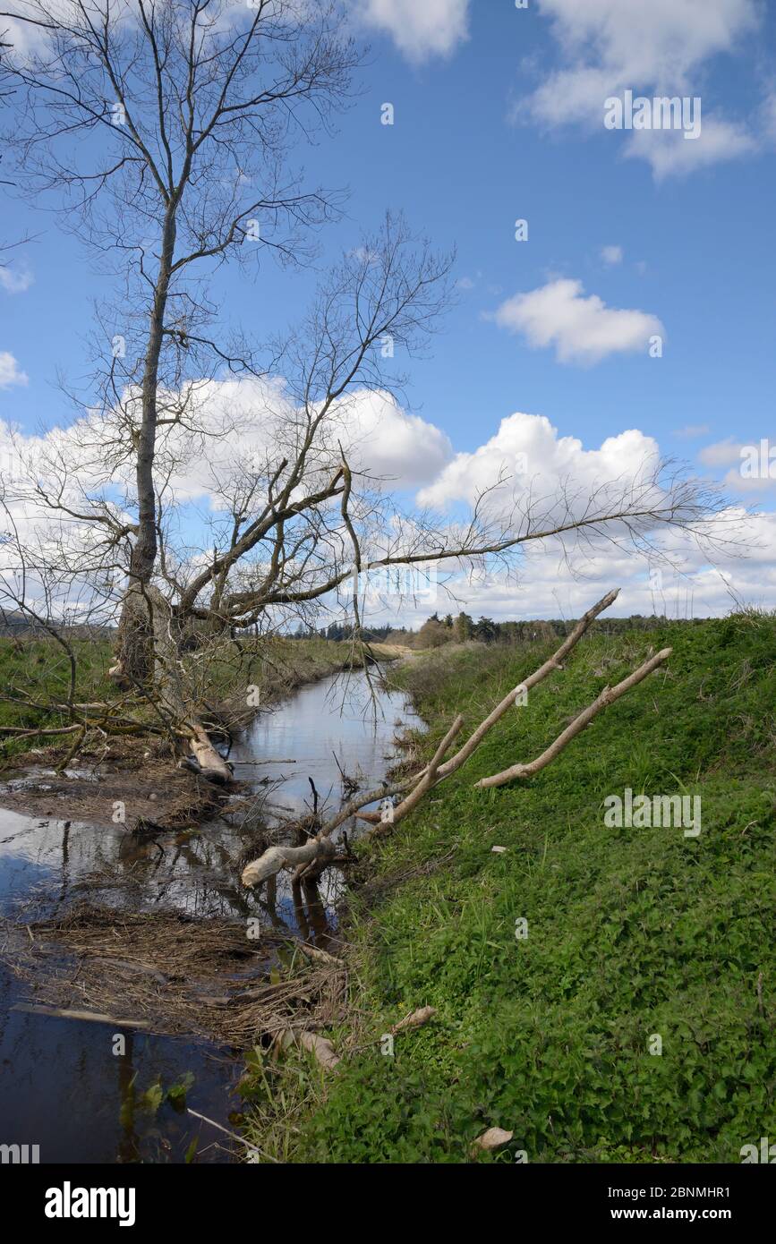 Willow tree (Salix sp.) gnawed by Eurasian beavers (Castor fiber) with a large branch lying across and partially blocking a stream in lowland farmland Stock Photo