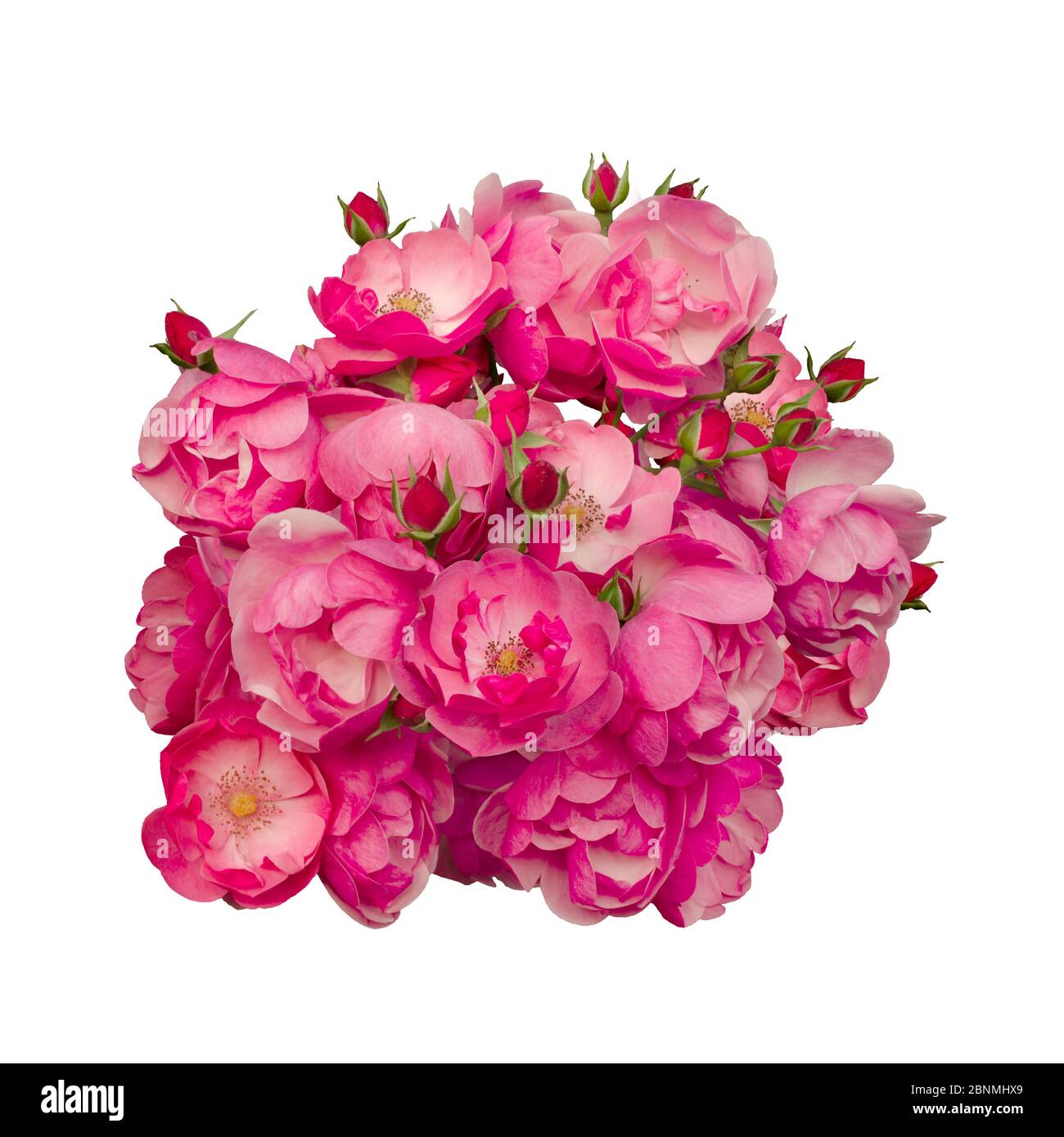 Pink rose flowers arrangement isolated on white background Stock Photo ...