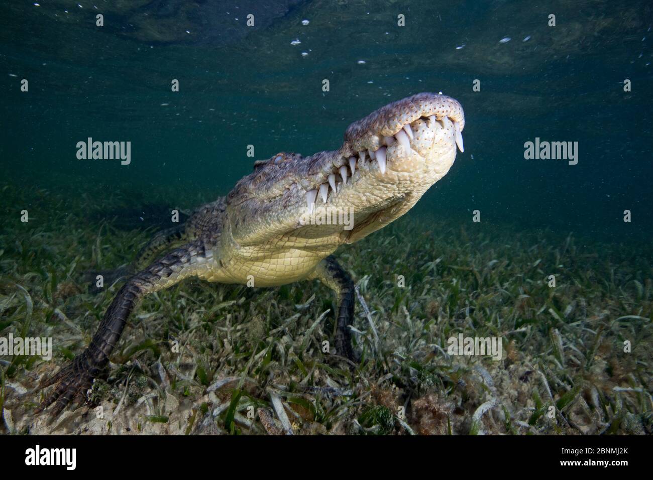 American crocodile (Crocodylus acutus) resting just above seagrass underwater, Banco Chinchorro Biosphere Reserve, Caribbean region, Mexico Stock Photo