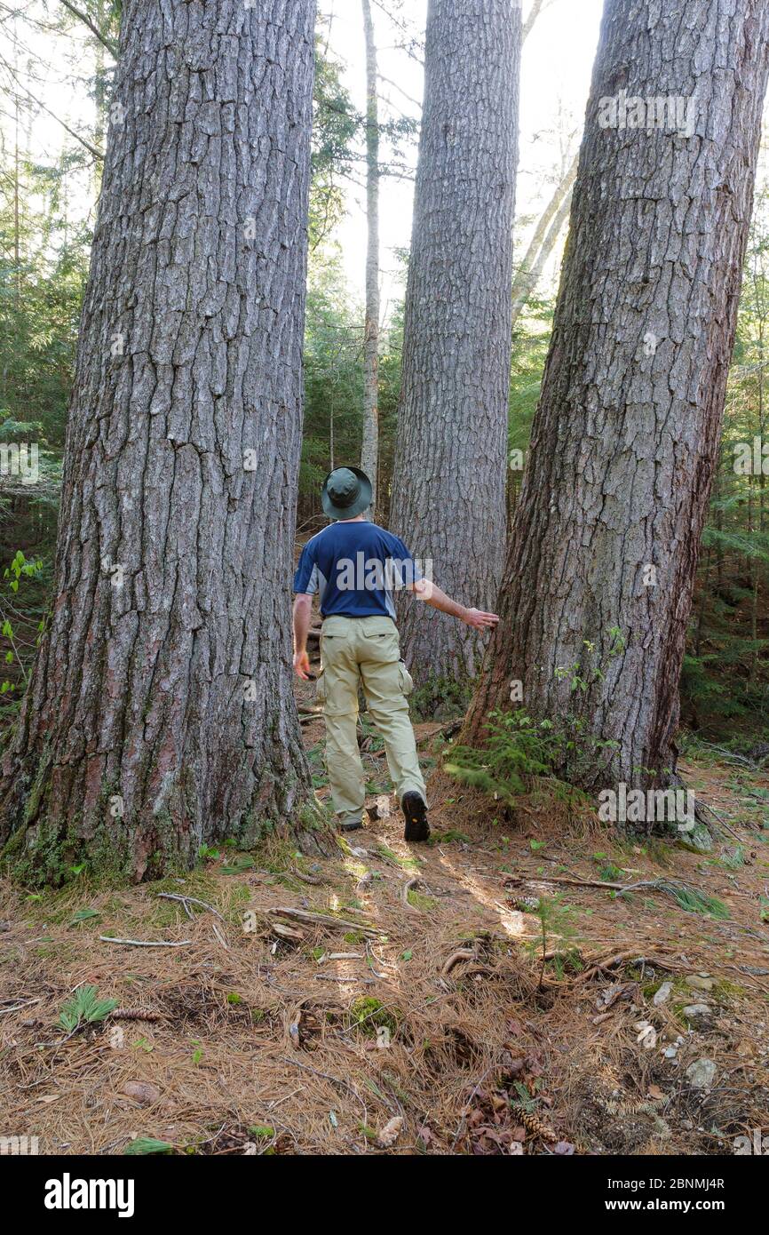 Enormous White Pines, on the side of the Mad River, along the Big Pines