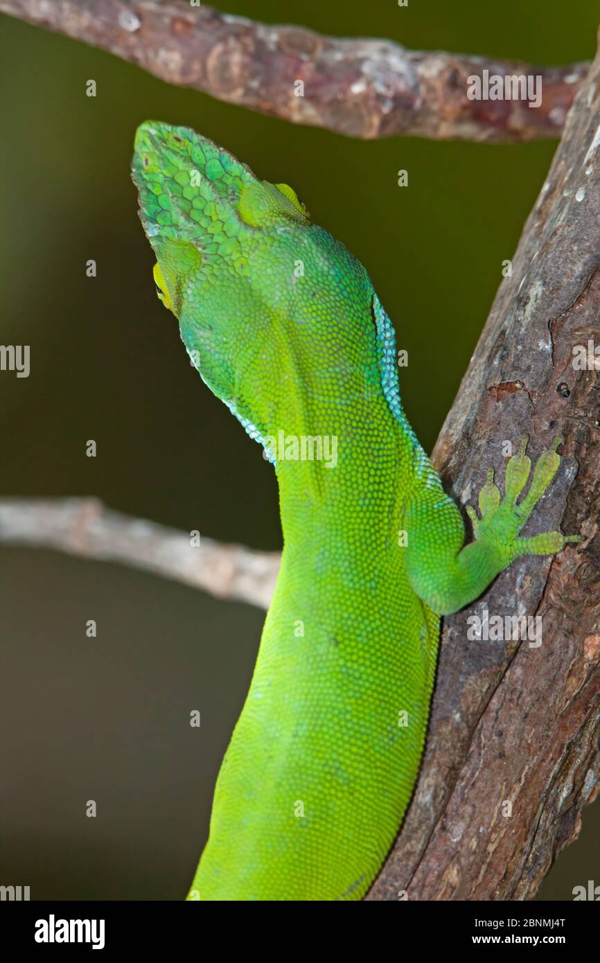 Allison's anole (Anolis allisoni) selective focus on eyes and nose ...