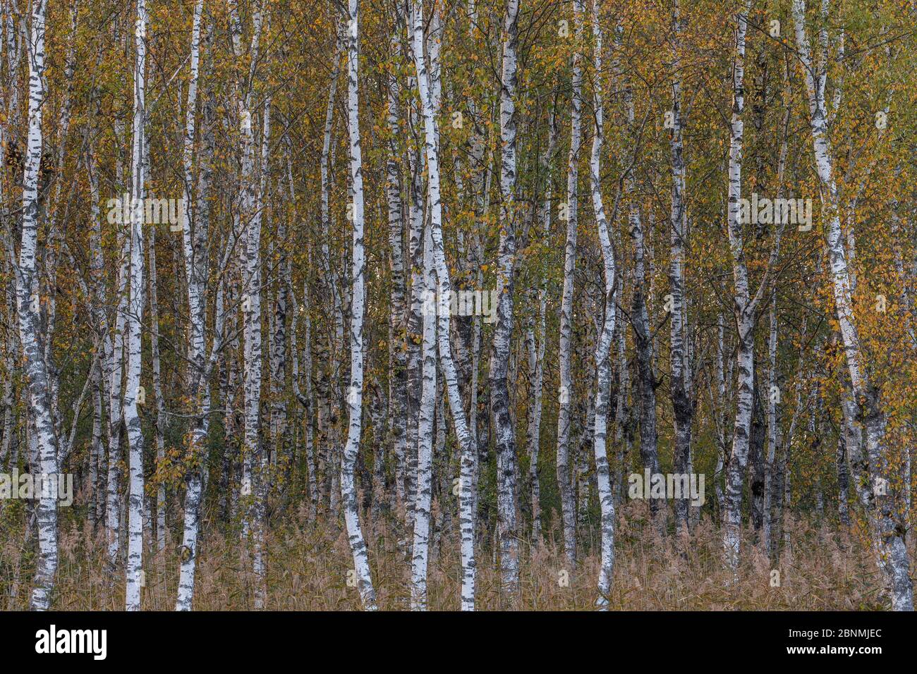 Birch trees (Betula sp) trunks in autumn, Federsee, Germany Stock Photo