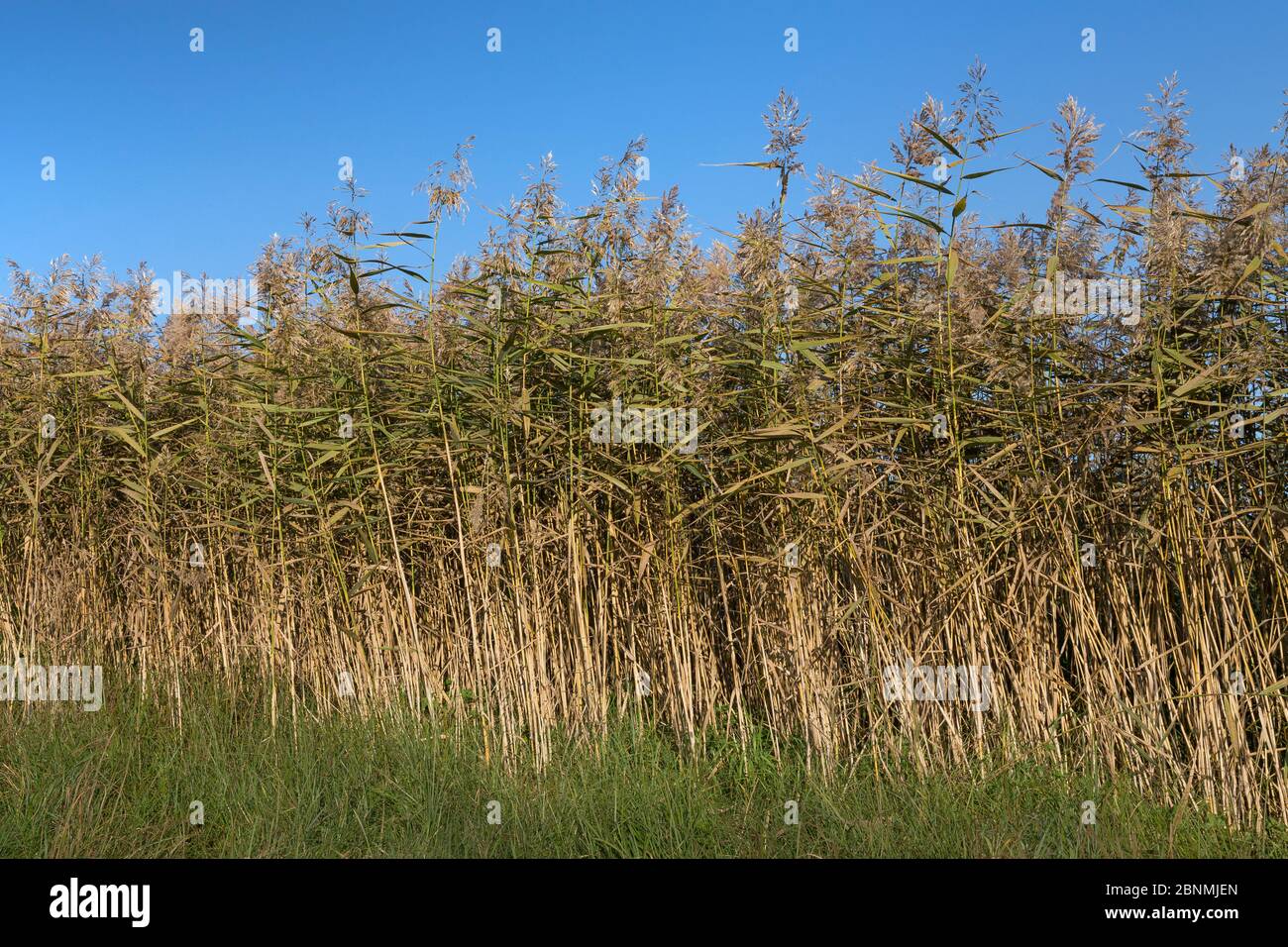 Reed (Phragmites australis), in summer, Germany, October. Stock Photo