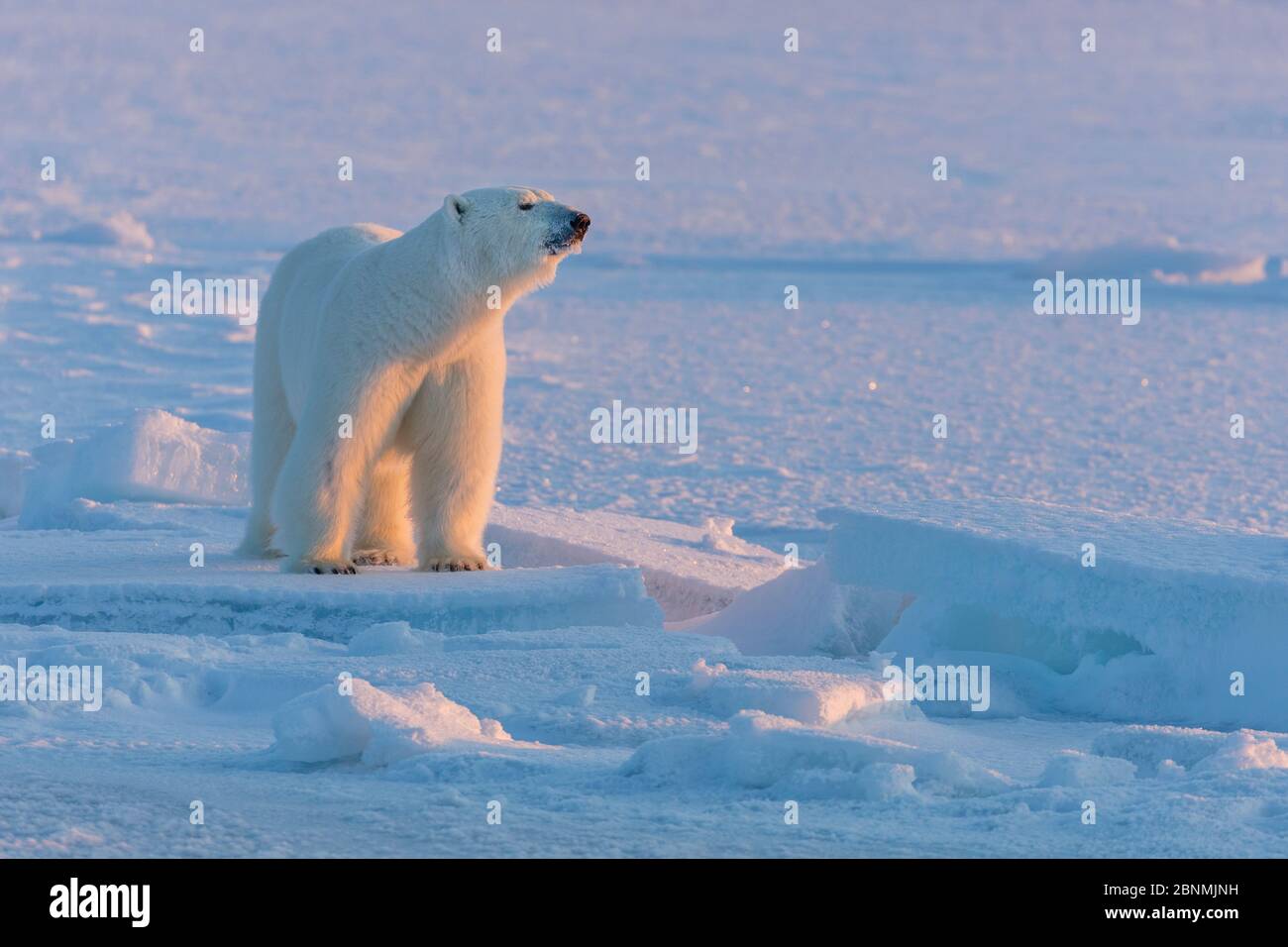 Polar Bear (Ursus maritimus) on icefield in late winter, Spitsbergen, Svalbard, Norway, April Stock Photo