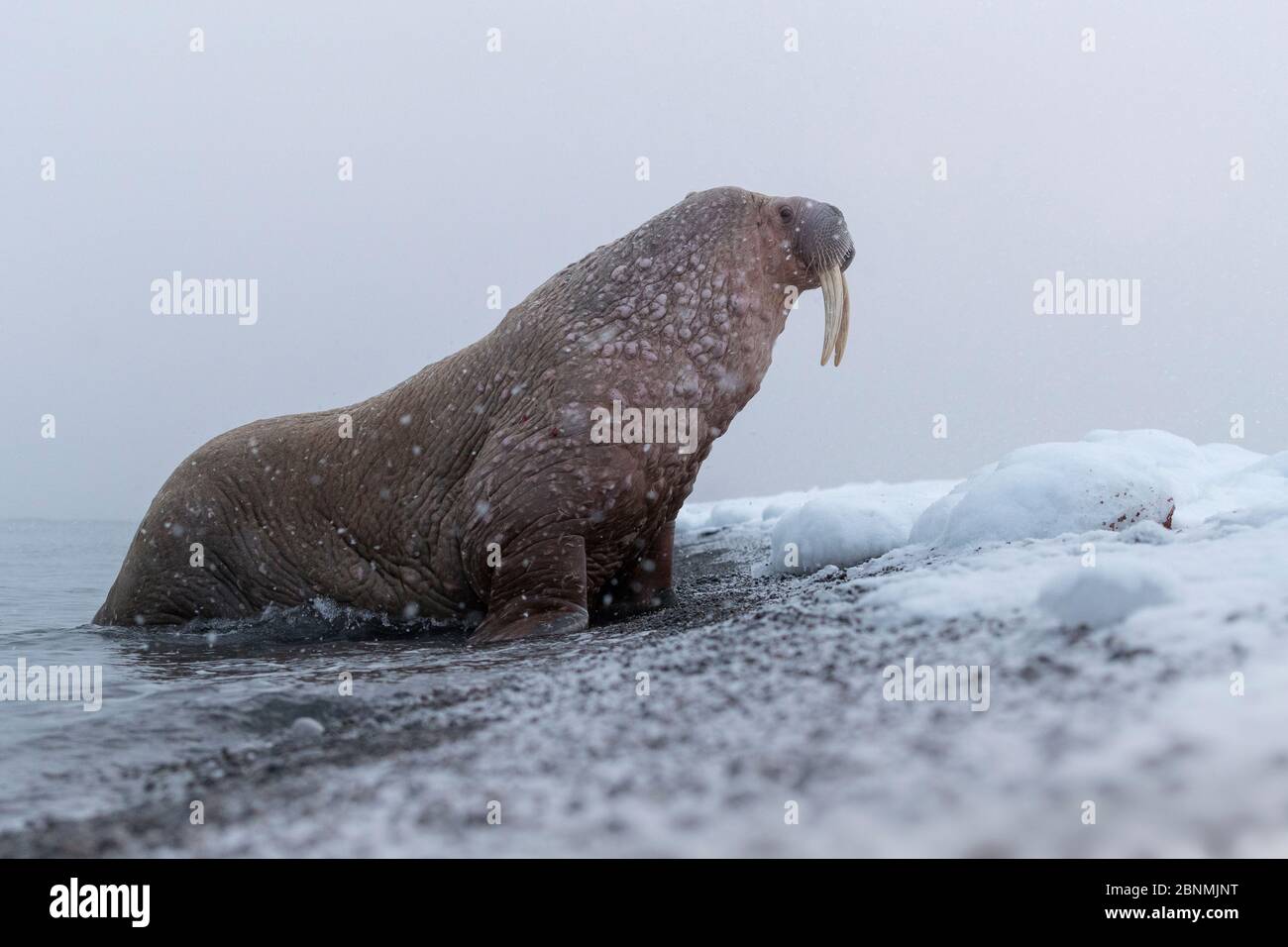 Walrus (Odobenus rosmarus) coming on shore in winter, Arctic, Moffen Island, Svalbard, Spitsbergen, Norway, April Stock Photo