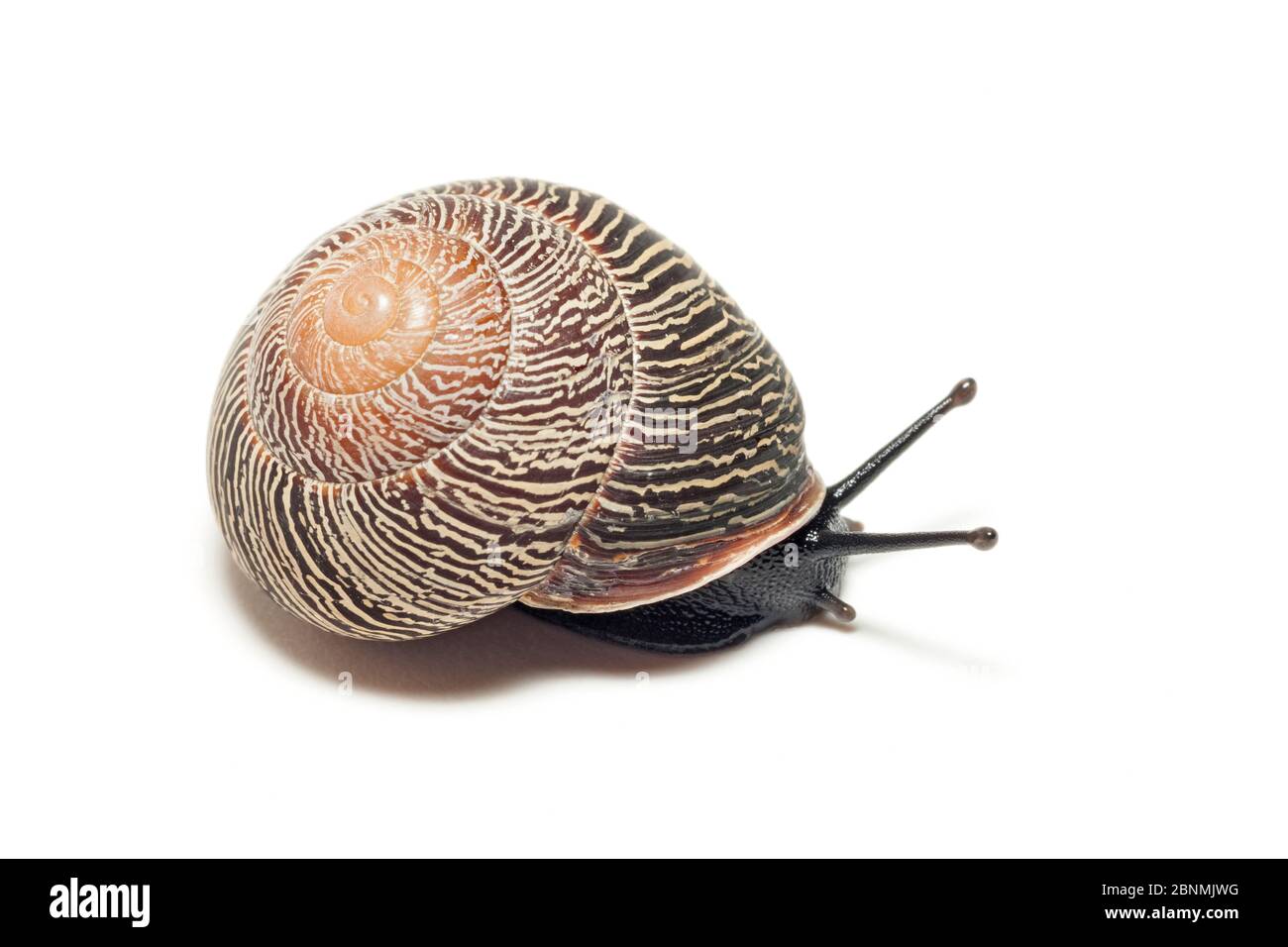 Land snail (Coryda alauda canescens), Cuba Stock Photo