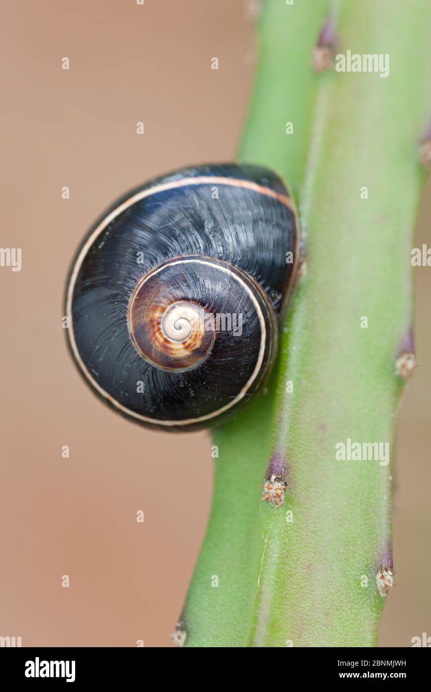 Land snail (Polymita picta iolimbata), Cuba. Endemic species. Stock Photo