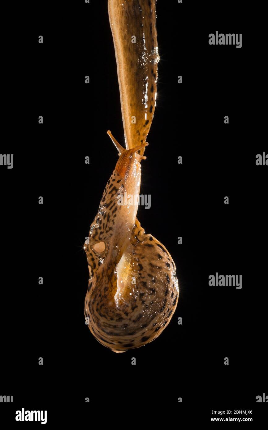 Leopard slug (Limax maximus) climbing and eating at the same time a rope of mucus after mating. These slugs are hermaphrodites and can be seen here tr Stock Photo