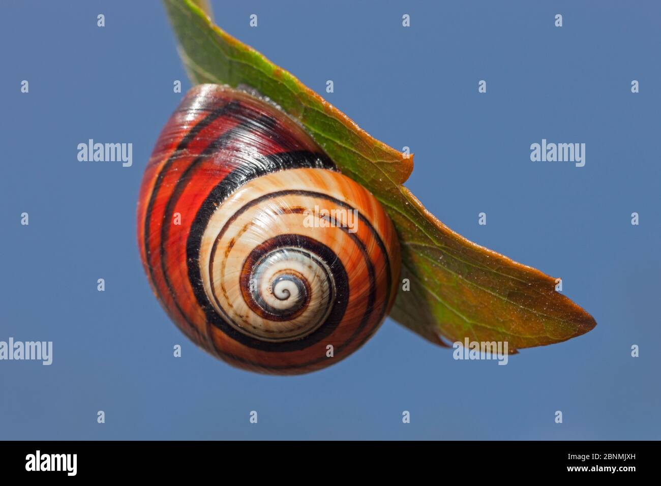 Land snail (Polymita picta iolimbata) Cuba. Endemic species Stock Photo