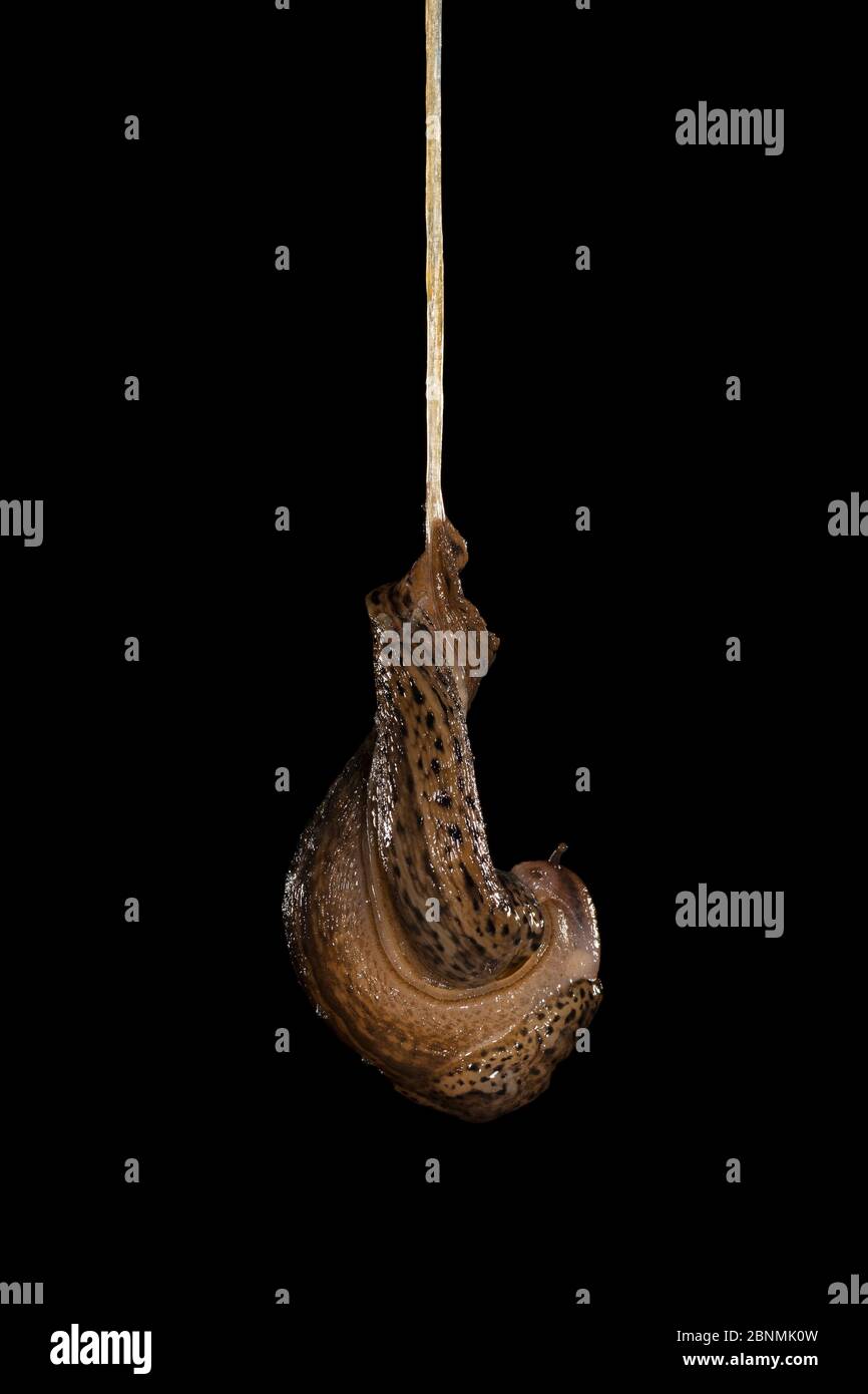 Leopard slug (Limax maximus) mating, hanging from a rope of mucus. These slugs are hermaphrodites and can be seen here transferring sperm to one anoth Stock Photo
