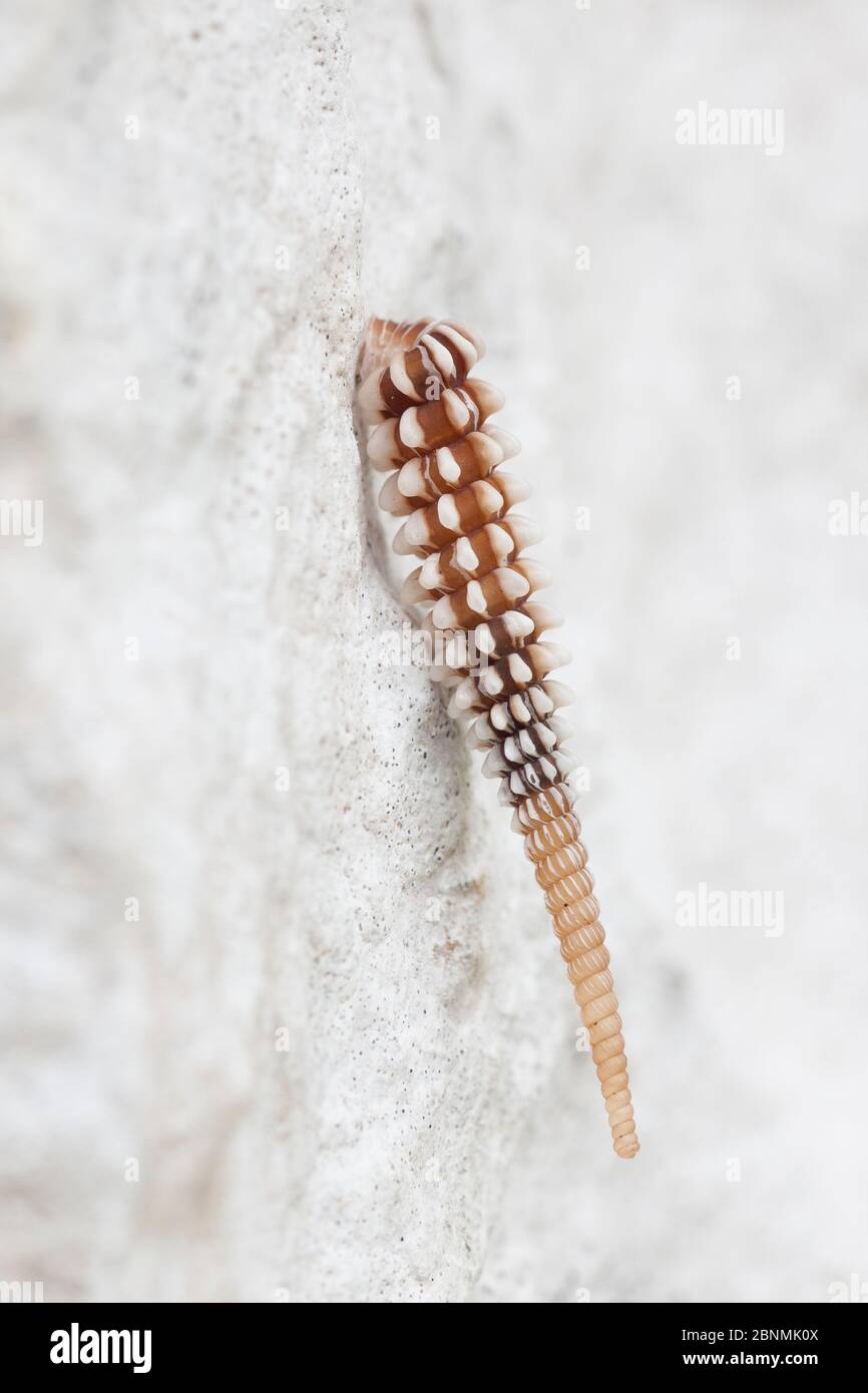Land snail (Callonia ellioti) Cuba Stock Photo