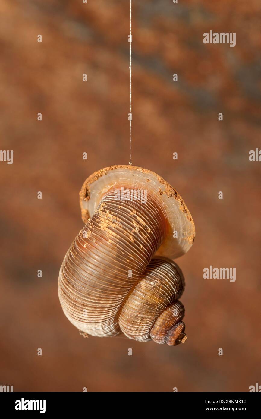 Land snail (Chondropomedes magnum elizabethae) hanging in cave, with closed shell entrance, from a rope of mucus. A behaviour mostly likely to deter, Stock Photo
