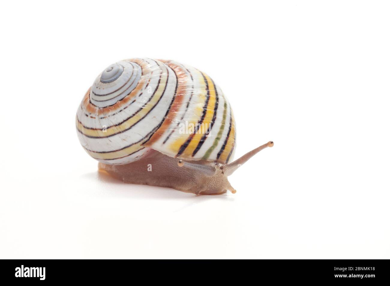 Land snail (Polymita versicolor reticulata) Cuba. Endemic species Stock