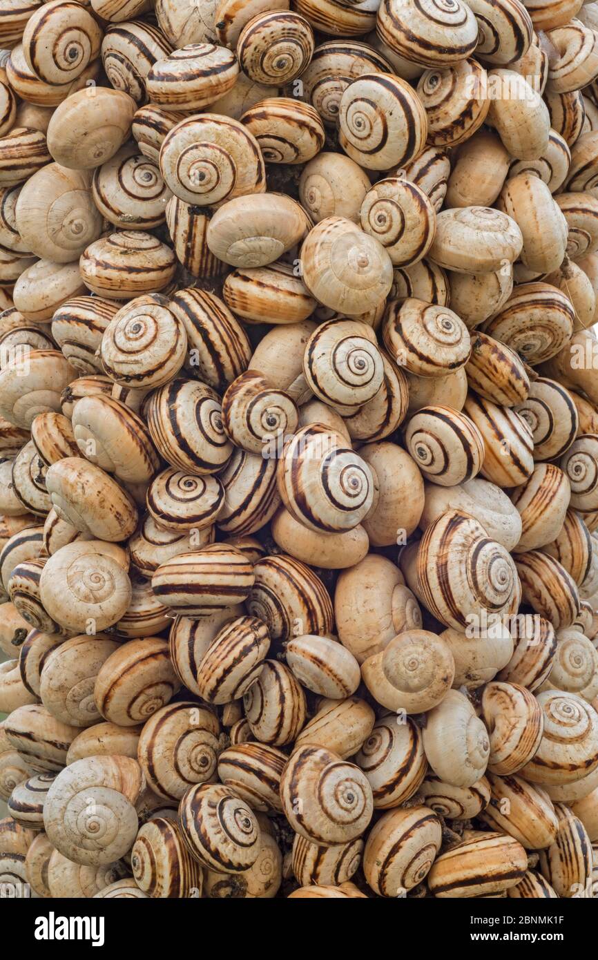 Sandhill snail (Theba pisana) mass clustered on vegetation during dry season to avoid warm temperatures at ground level, Camargue, France Stock Photo