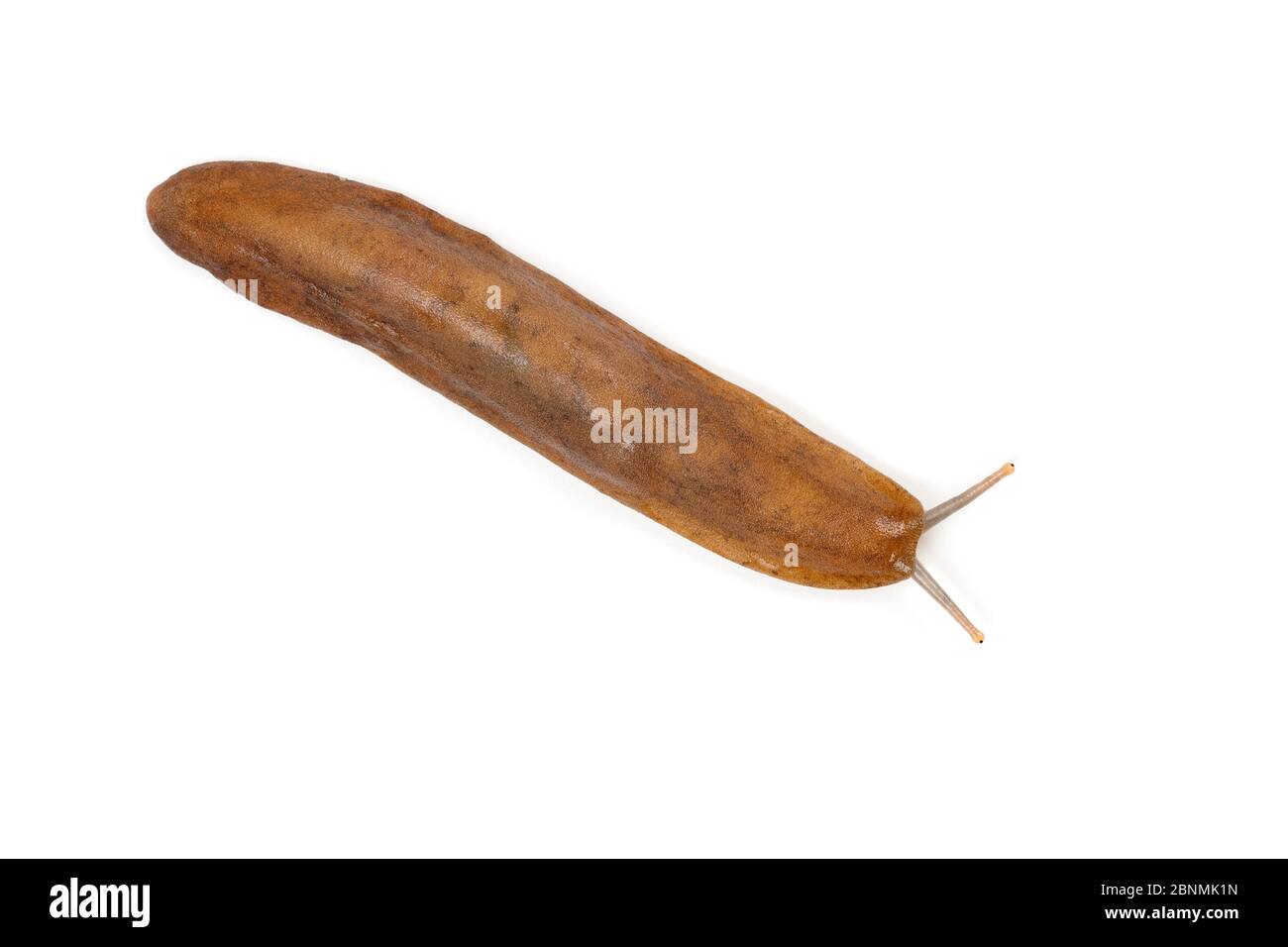 Pancake slug (Veronicella sloanei) captive from Central America Stock Photo