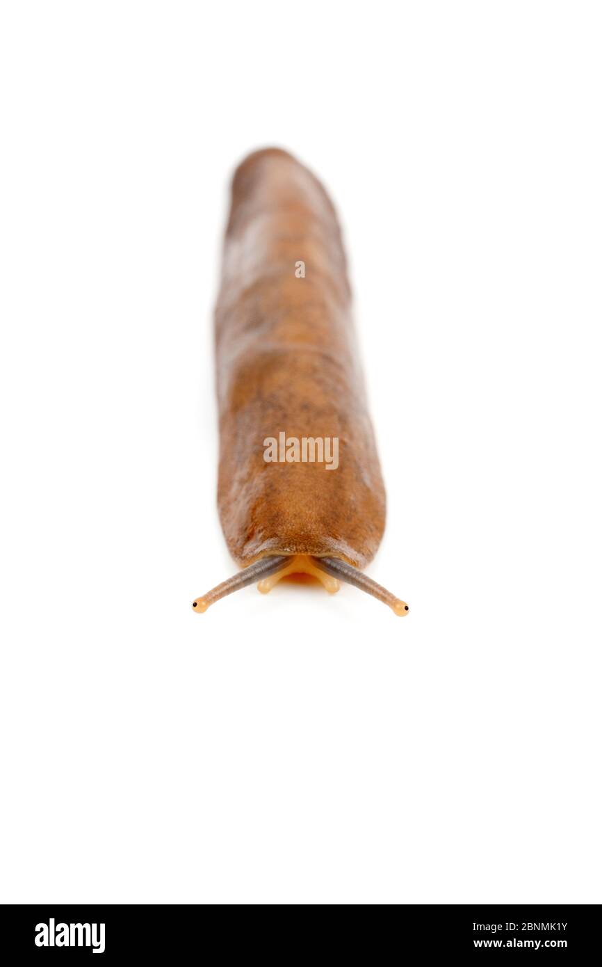 Land slug (Veronicella sloanei) captive from Central America. Stock Photo