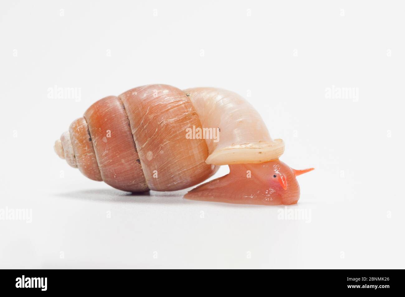 Land snail (Farcimen guanense) Cuba Stock Photo