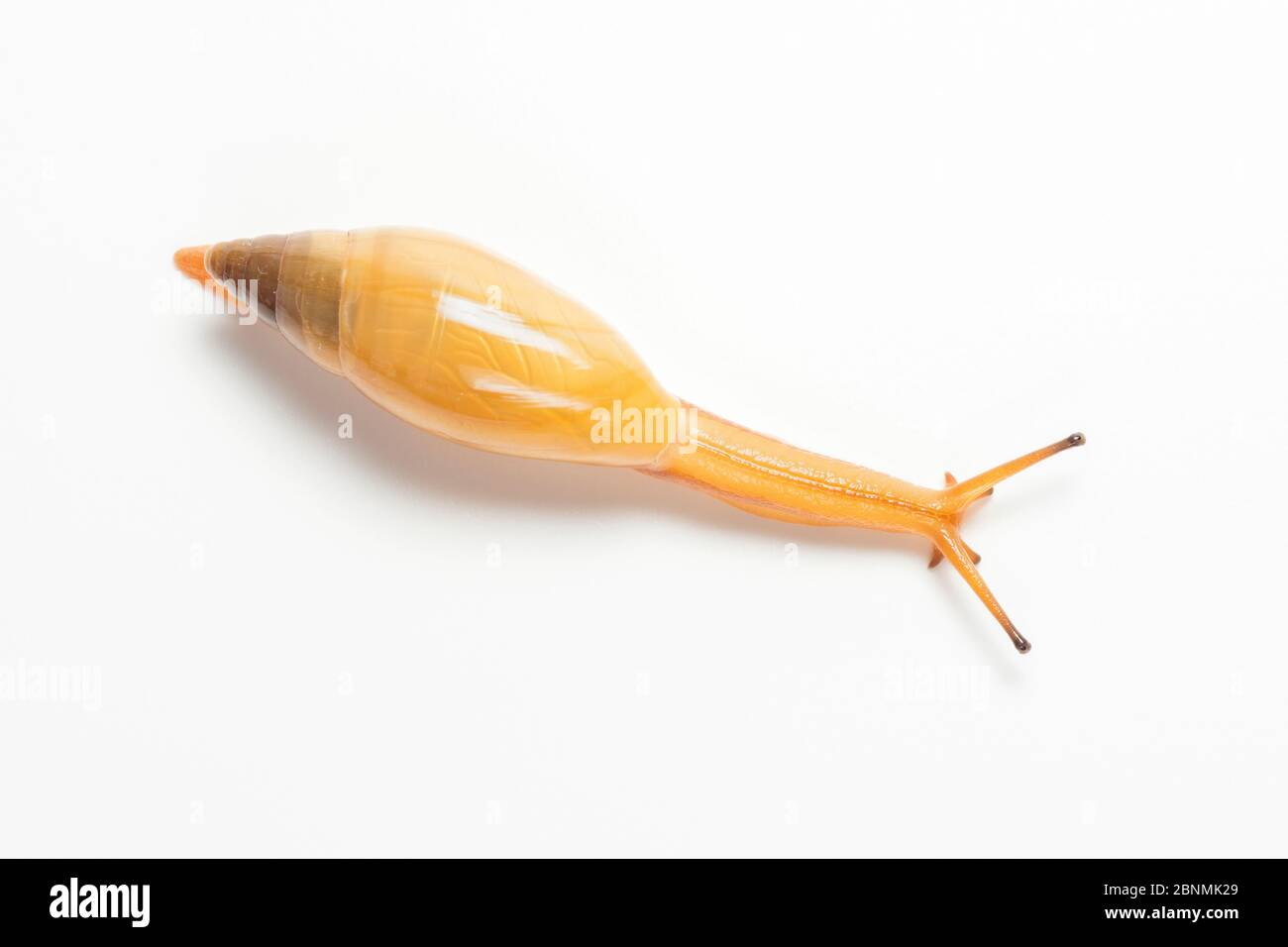 Carnivorous snail (Oleacina straminea) Cuba Stock Photo