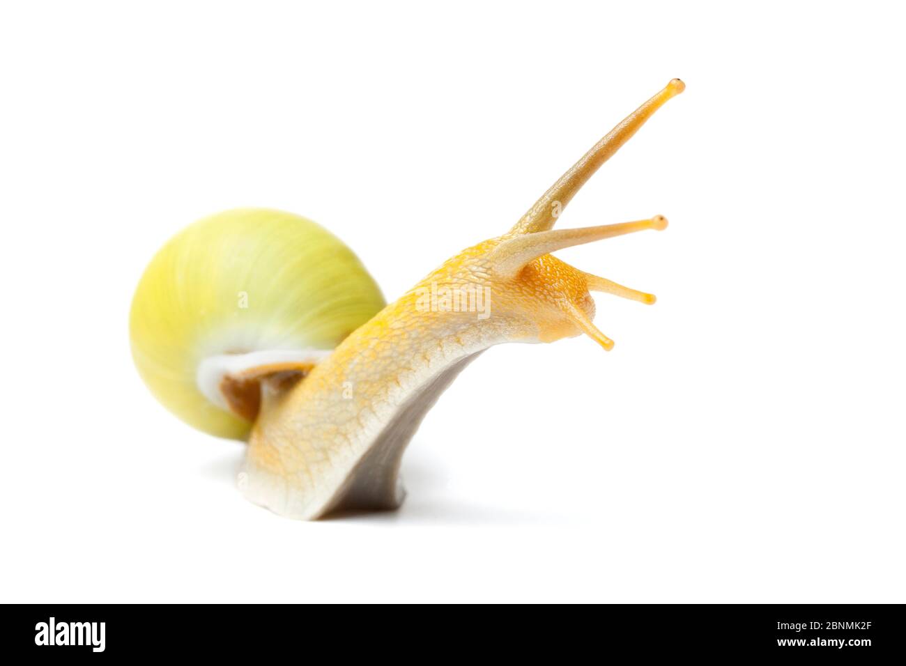 Tree snail (Amphidromus spec.) Indonesia Stock Photo