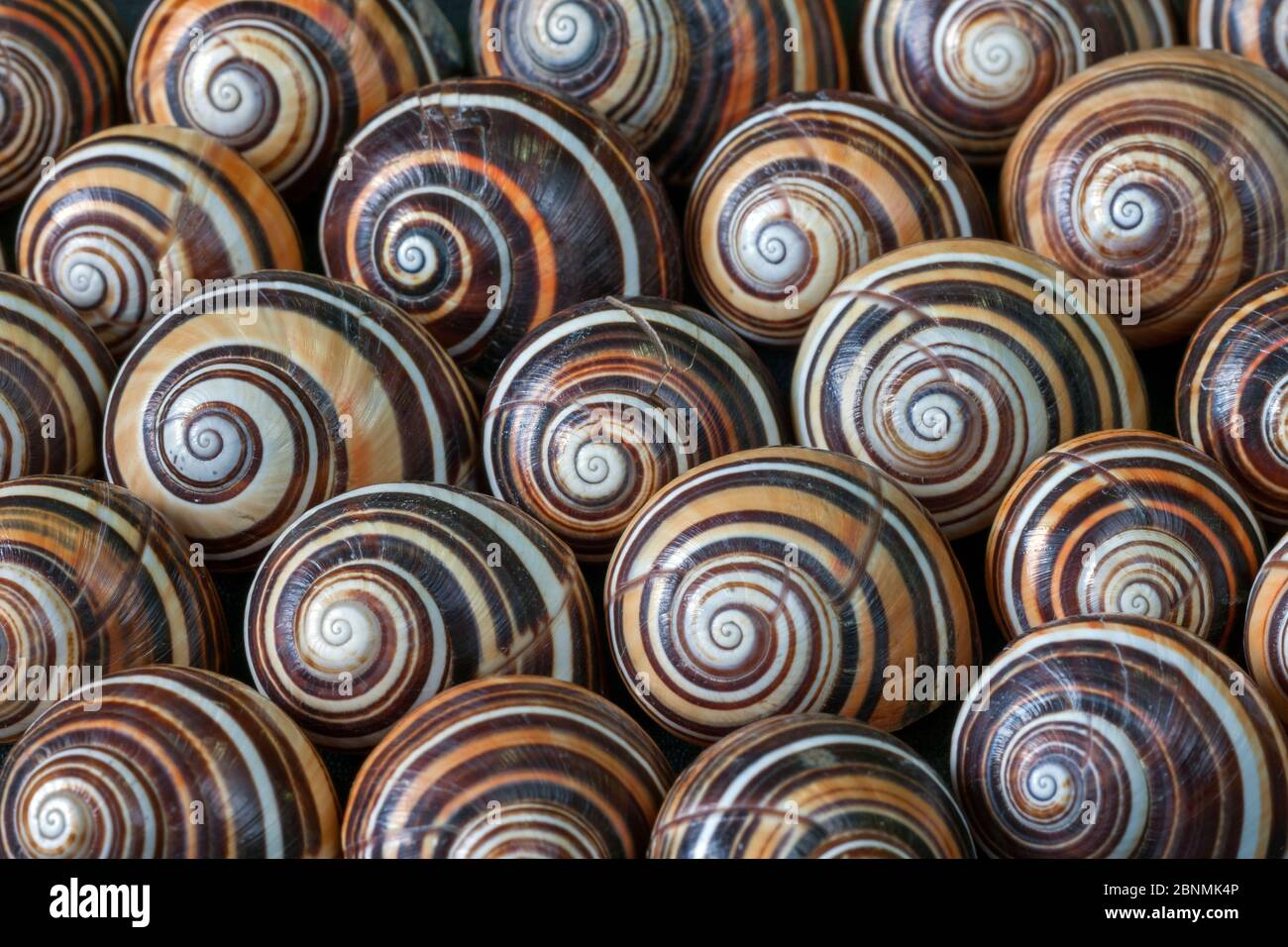 Land snails (Polymita picta) shells, Cuba. Endemic species. Stock Photo