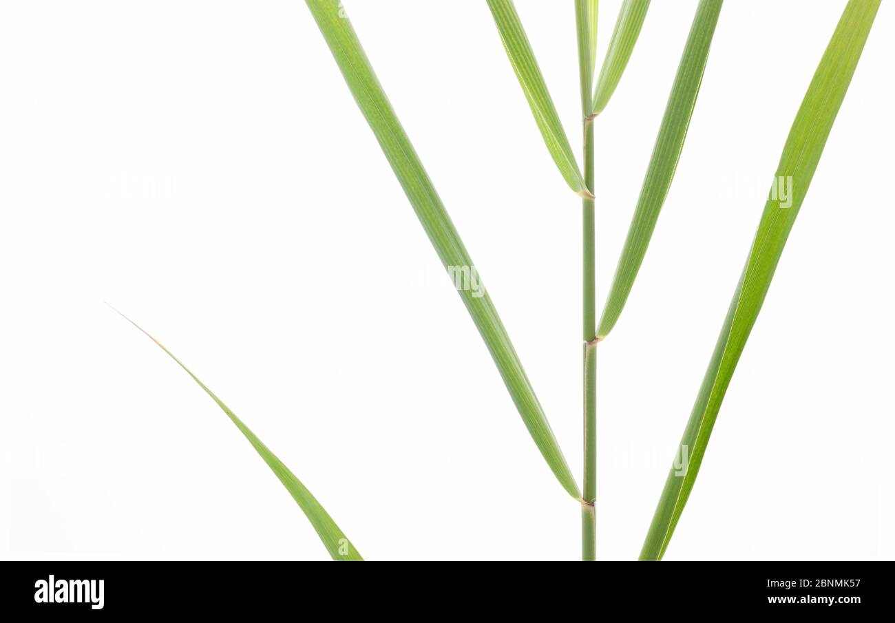 Reed (Phragmites australis) detail of stem and leaves, Germany Stock Photo