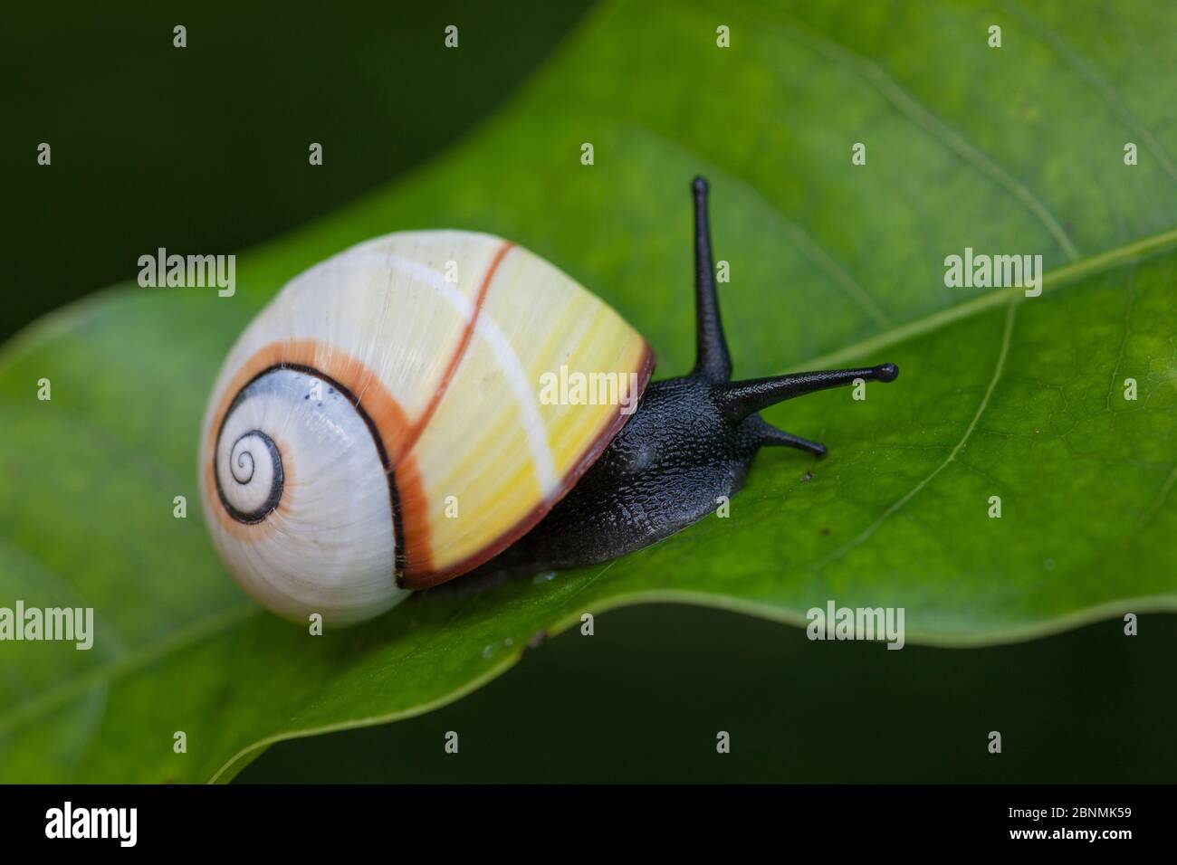 Land snail (Polymita picta roseolimbata) Cuba. Endemic species Stock