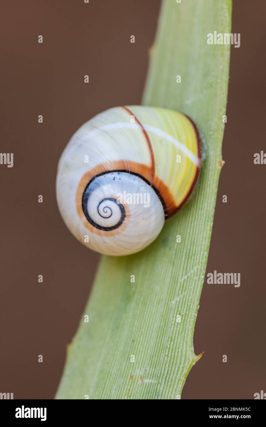 Land snail (Polymita picta roseolimbata) drawn into shell,Cuba. Endemic species. Stock Photo