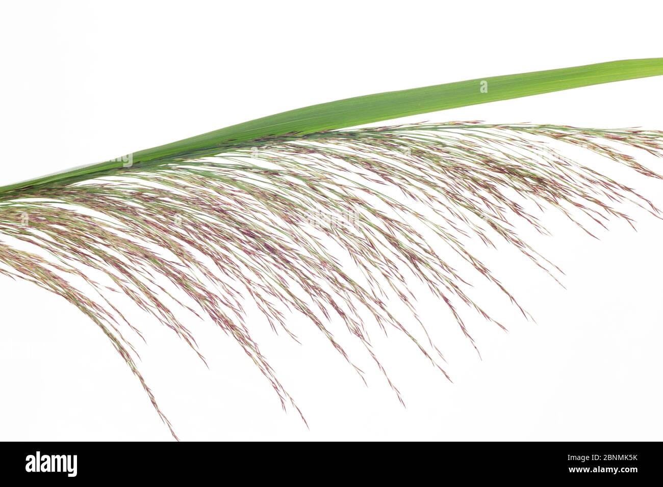 Reed (Phragmites australis) detail from opening flower, Germany Stock Photo