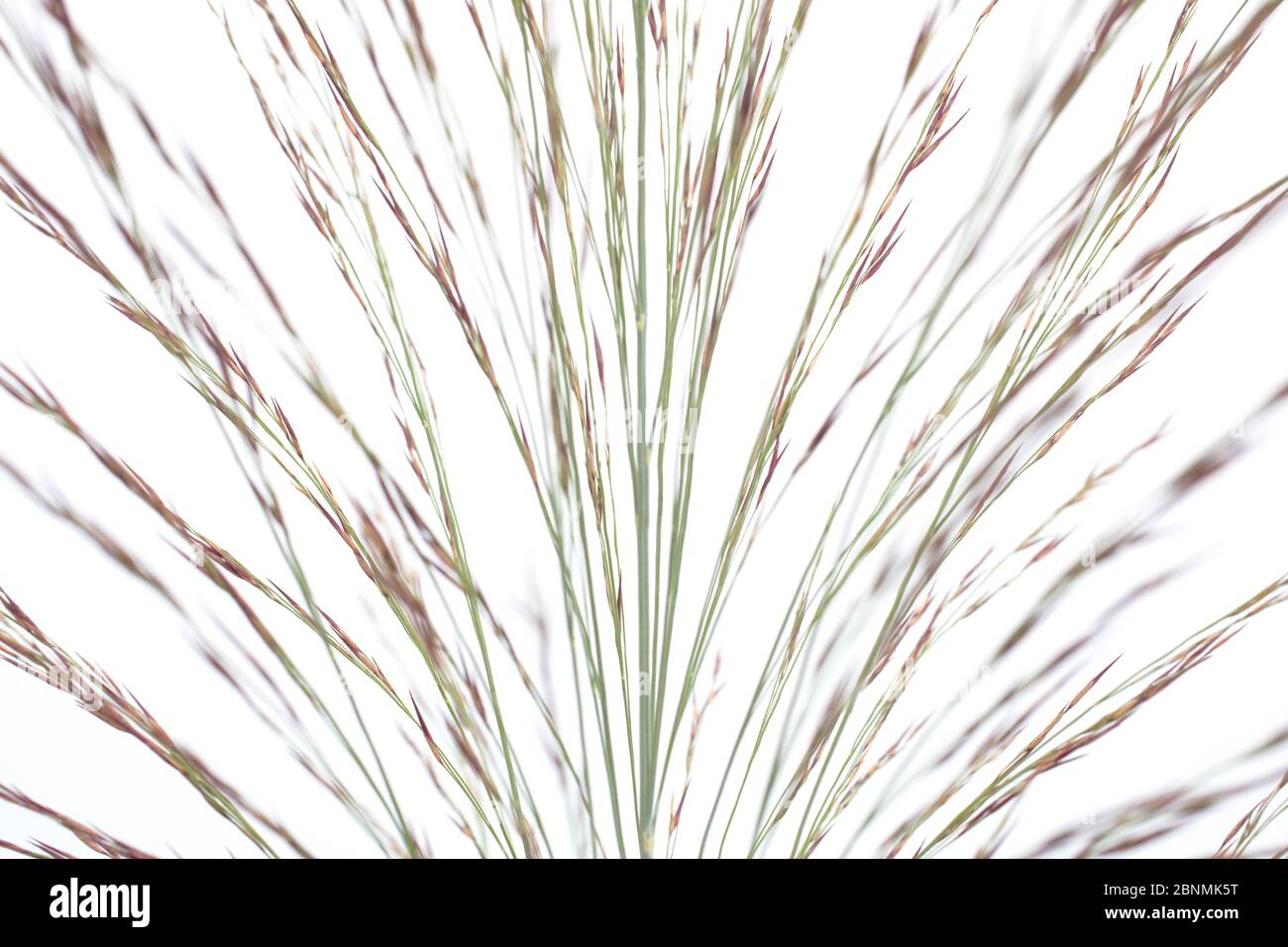 Reeds (Phragmites australis), Germany Stock Photo