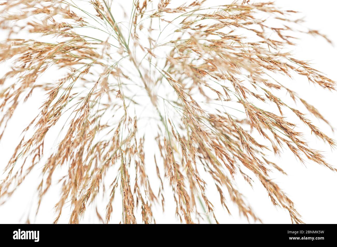 Reed (Phragmites australis) flowers, Germany Stock Photo