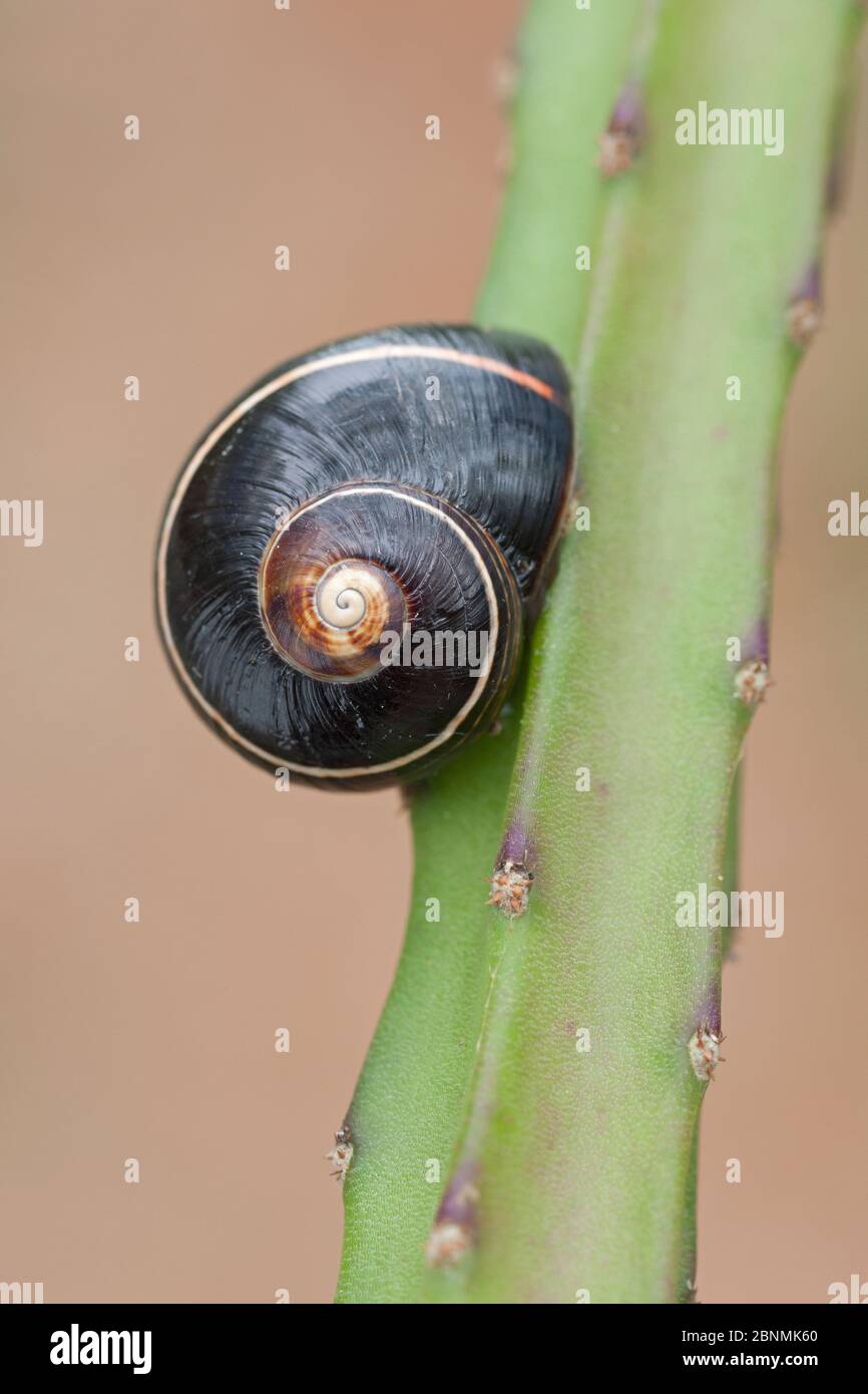Land snail (Polymita picta iolimbata) drawn into shell,Cuba. Endemic species. Stock Photo