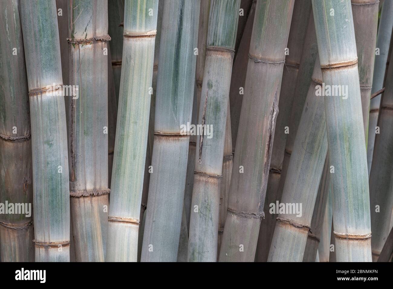 Bamboo (Phyllostachys), stems, Sichuan, China Stock Photo