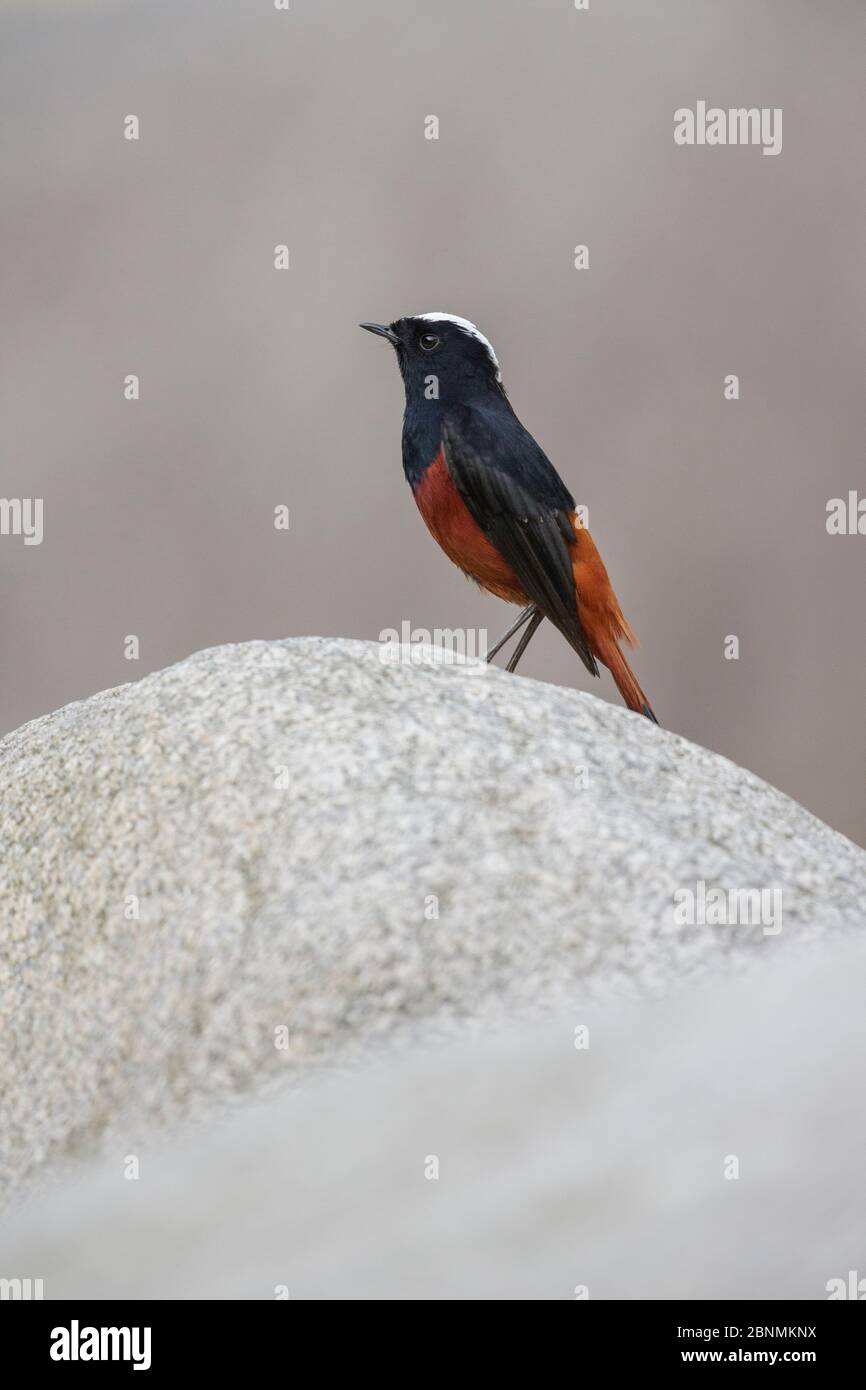 White-capped water-redstart (Chaimarrornis leucocephalus) male, Tangjiahe National Nature Reserve, Qingchuan County, Sichuan province, China. Stock Photo