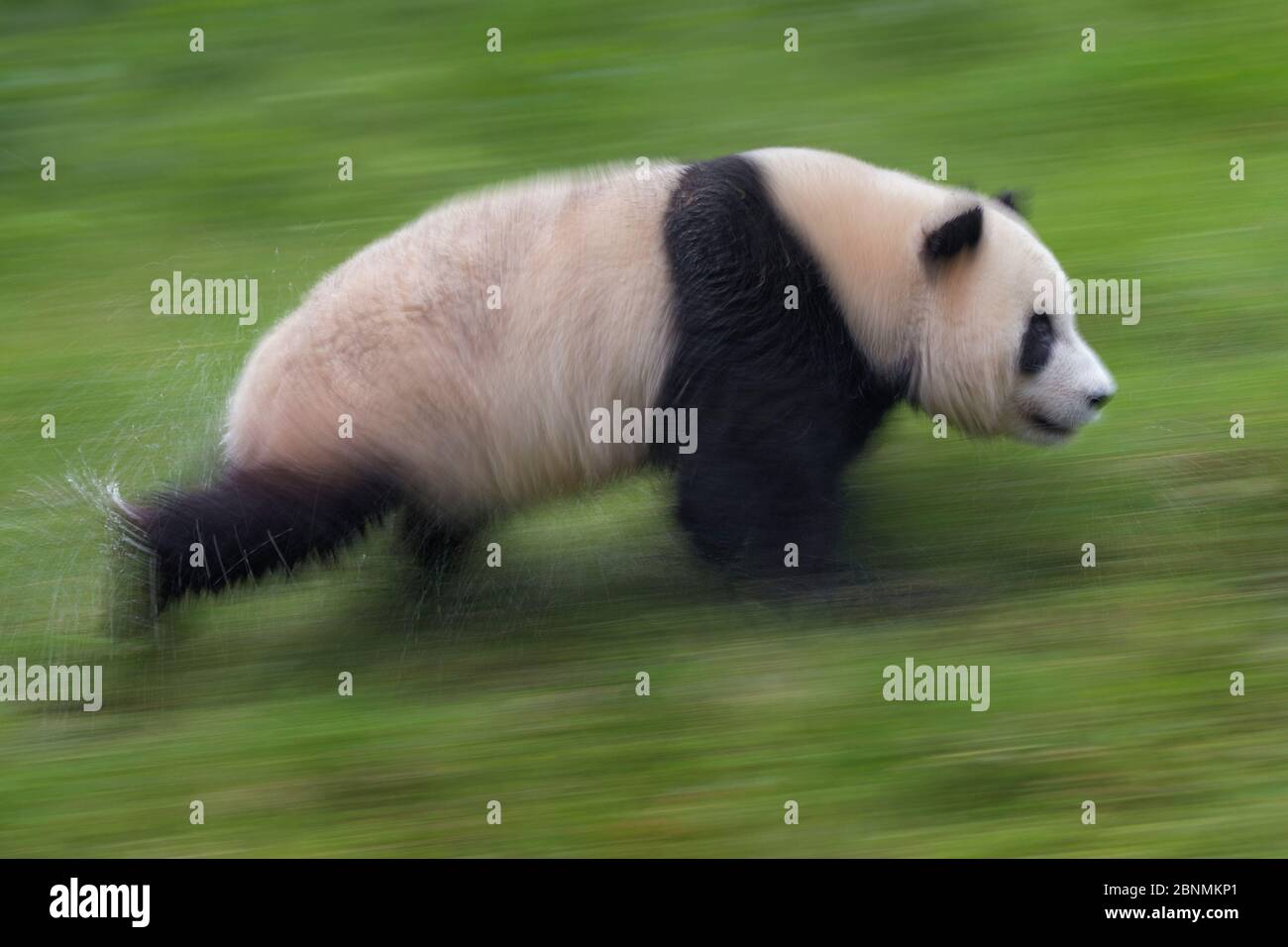 Giant Panda (Ailuropoda melanoleuca) running, captive, China Stock Photo