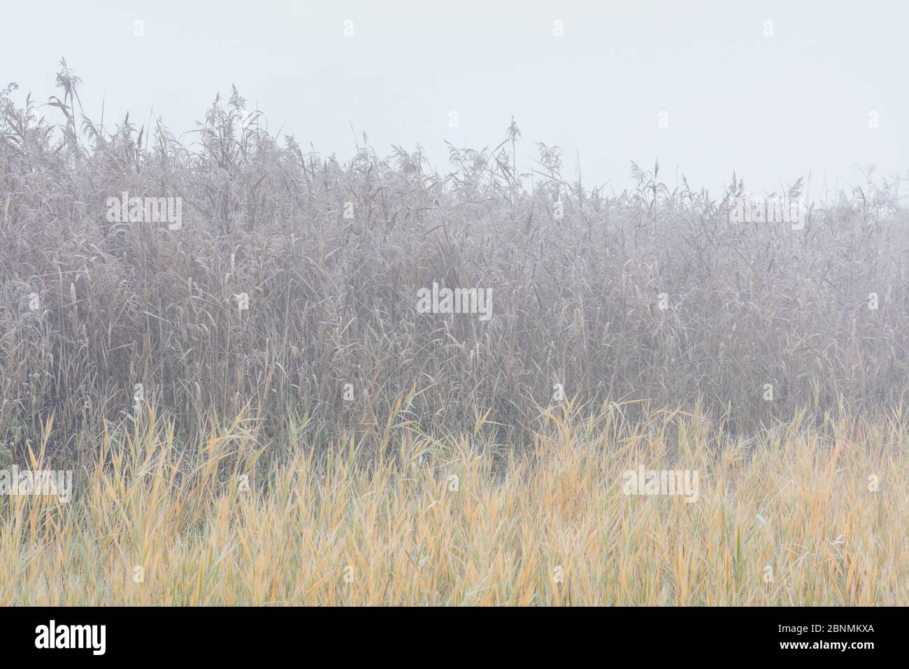 Common reed (Phragmites australis) with autumn colors coveredin frost, in fog, Germany, November 2015. Stock Photo