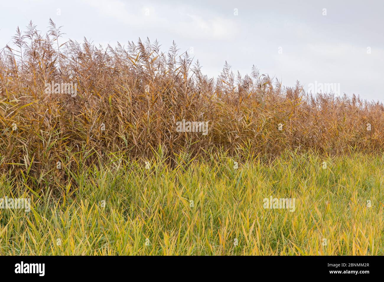 Common Reed (Phragmites australis) in autumn colour, Germany Stock Photo