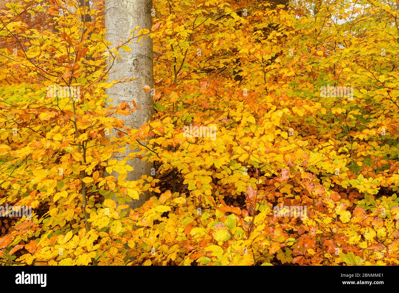 Beech (Fagus sylvatica) forest with leaves in autumn colours, Germany, November. Stock Photo