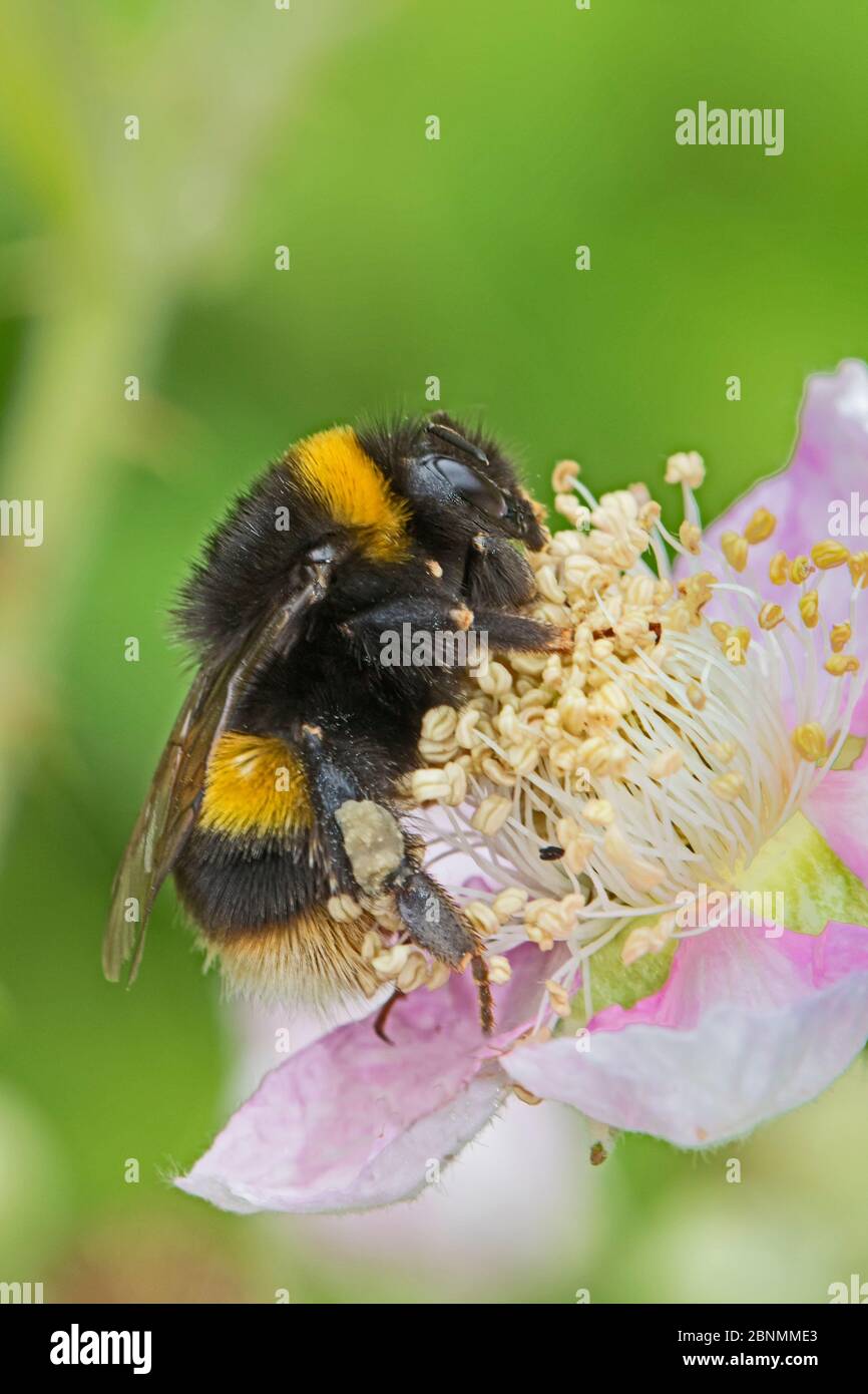 Buff-tailed bumble bee (Bombus terrestris) female feeding on bramble blossom, Brockley Cemetery, Lewisham, London, UK June Stock Photo
