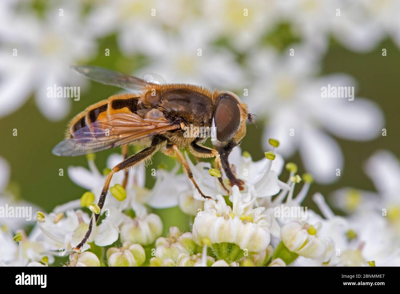 Drone fly (Eristalis tenax) a Honey-bee mimic, Brockley Cemetery, Lewisham, London, UK June Stock Photo