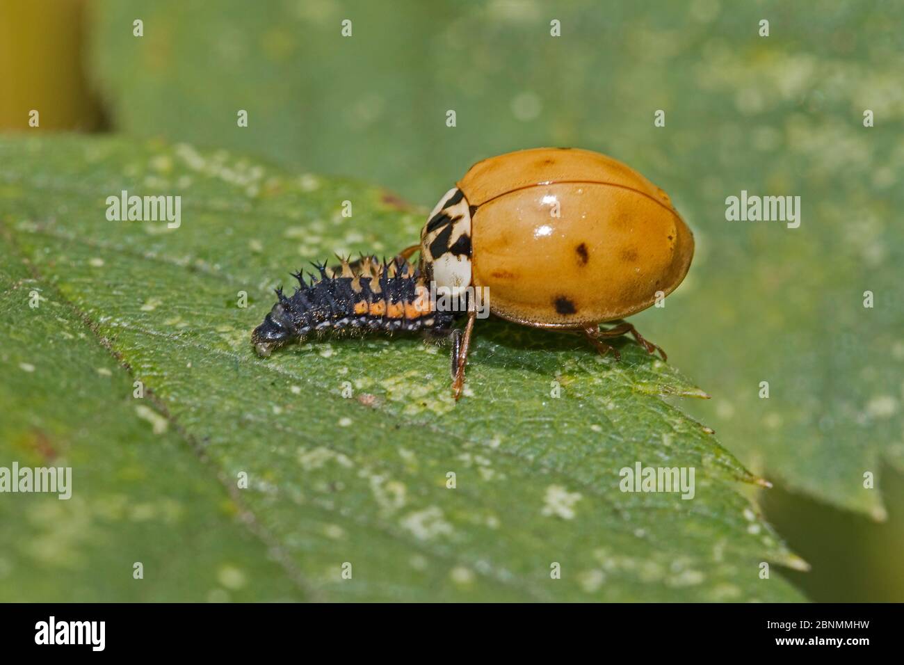 Harlequin ladybird (Harmonia axyridis) cannibalising a larva, Brockley Cemetery, Lewisham, London UK August Stock Photo