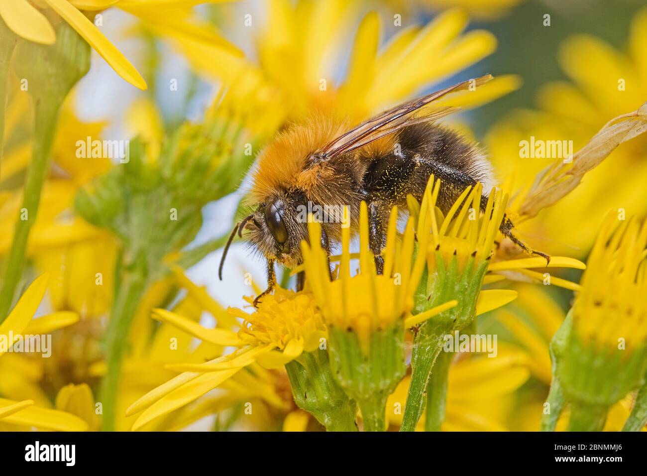 Tree bumble bee (Bombus hypnorum) feeding on Ragwort (Jacobaea vulgaris) Brockley Cemetery, Lewisham, London, UK July Stock Photo